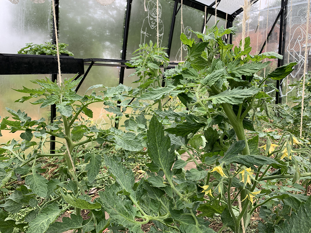 Over krulkoppen en andere problemen, wat de tomaten ons leren in juni