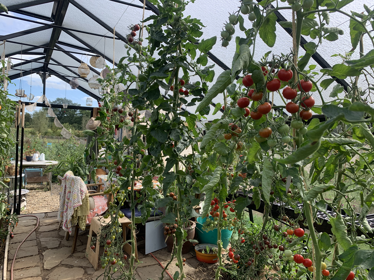 The greenhouse at the end of August